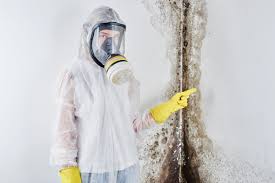 Professional Mold Prevention & Removal  in Havre, MT